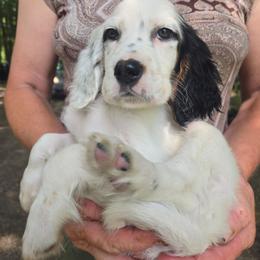 Robby 7 - Blue belton and tan (tri-color) male English Setter puppy in Morrice, Michigan from Wild Bird Setters