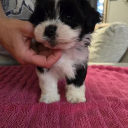 Indigo - Black and white male Havanese puppy in Kansas City Mo, Missouri from My Heavenly Havanese Puppies