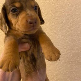 Dachshund Puppies from A-Z Dachshunds