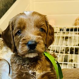 Wilson - Green Collar - Red  male Goldendoodle puppy in Denison, Iowa from Violet View Iowa Goldendoodles