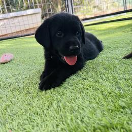Leo - Black male Labrador Retriever puppy in Pilot Hill, California from Houston Labradors
