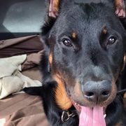 Beaucerons from ACS