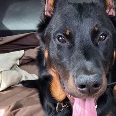 Beaucerons from ACS