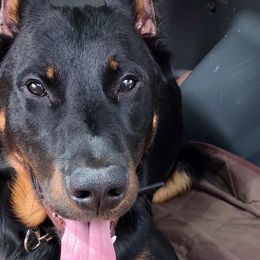 Beaucerons from ACS