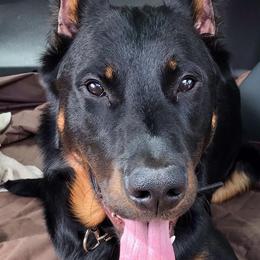 Beaucerons from ACS