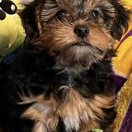 Yorkshire Terriers from Angela's Yorkshire Terriers
