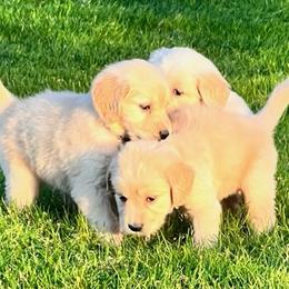 Golden Retriever and Labrador Retriever Puppies from Abels Envy Retrievers