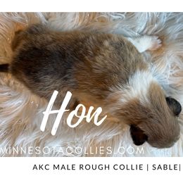 Hon - Sable male Collie puppy in Plato, Minnesota from Minnesota Collies