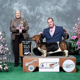 Basset Hound and Pembroke Welsh Corgi All Grown Up from 4 Sail Quarter Horses and Corgis