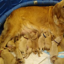 Golden Retrievers from Grand Mound Goldens