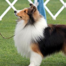 Chase - Shetland Sheepdog