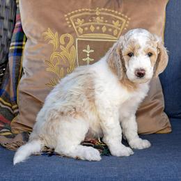 Lake - Parti male Goldendoodle puppy in Idaho Falls, Idaho from High Quality Goldendoodles