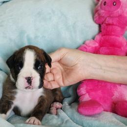 Pink girl - Brindle female Boxer puppy in Titusville, Florida from Saskobox