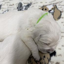 Girl pick 2 - Light golden female Golden Retriever puppy in Waterloo, Indiana from All 4 Paws of Pheasant Run