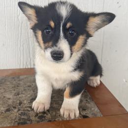 Vega - Black and tan female Pembroke Welsh Corgi puppy in Derby, Iowa from NHC Kennels
