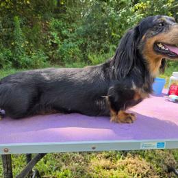 Apollo - Dachshund