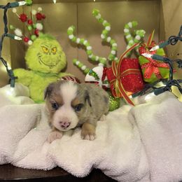 Dancer - Blue merle female Miniature Australian Shepherd puppy in Corbin, Kentucky from Lightning K Kanine’s