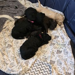 Poodle Puppies from shelby ealey