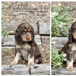 English Springer Spaniel Puppies from Hidden Valley Springers