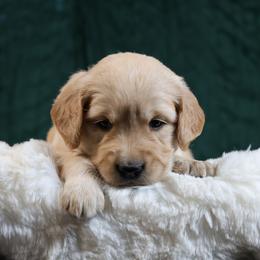 Louisa - burnt orange - Golden female Golden Retriever puppy in Payette, Idaho from Stonewick Retrievers
