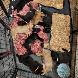 Cane Corso Puppies from Rosalez Kennel