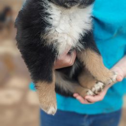 Potatoe - Black Australian Shepherd puppy in Sanger, California from A&M Australian Shepherds