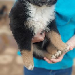 Potatoe - Black Australian Shepherd puppy in Sanger, California from A&M Australian Shepherds