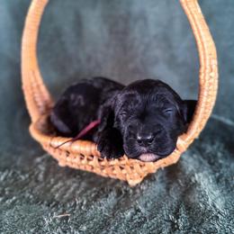 Lil' Bit - Black female Labradoodle puppy in Elizabeth City, North Carolina from Howdy Doodles