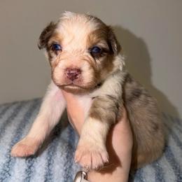 Cadbury - Red merle male Australian Shepherd puppy in Anniston, Alabama from All Hale Aussies