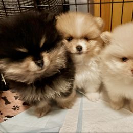 Pomeranian puppies from Sheree’s Pomeranians