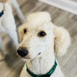 Jackson - Goldendoodle