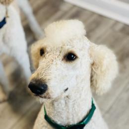 Jackson - Goldendoodle