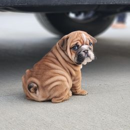Bulldog Puppies from Badger Canyon bulldogs