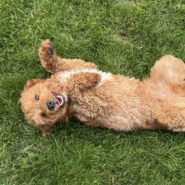 Goldendoodle All Grown Up from Polly Wolly Doodles