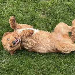 Goldendoodle All Grown Up from Polly Wolly Doodles