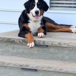 Dolly - Black rust and white female Bernese Mountain Dog puppy in Rose Hill, North Carolina from Red Door Canines