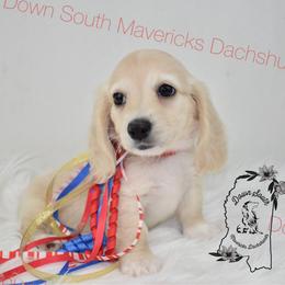 Light cream girl - Cream female Dachshund puppy in Seminary, Mississippi from Down South Mavericks Dachshunds