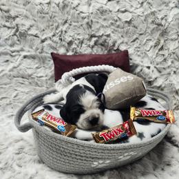 Twix - Black and white female English Springer Spaniel puppy in Westover, Maryland from Sterling's springer Haven