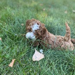 Cockapoo Puppies from Maple’s Cockapoo Puppies