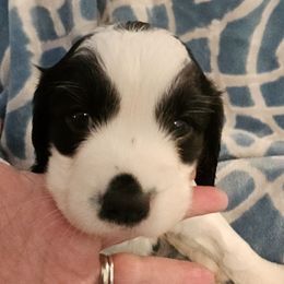 Black and white - Black and white female English Springer Spaniel puppy in Anderson, South Carolina from Hembree Creek Springers