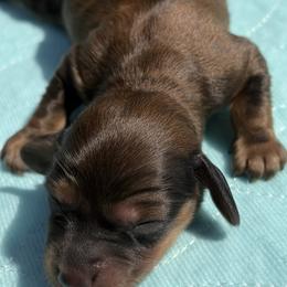 Girl 2 - Red female Dachshund puppy in Columbiana, Alabama from Tonya's Dachshunds