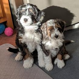 Aussiedoodle Puppies from Ridgeview Aussiedoodles