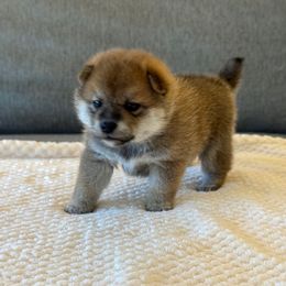 Izumi - Red female Shiba Inu puppy in Houston, Texas from Sakura Blossom Shibas