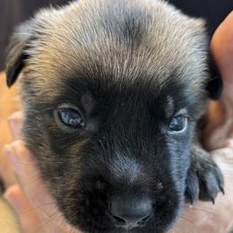 Yellow Collar - Fawn male Belgian Malinois puppy in Franklin, Virginia from Morning Star Malinois
