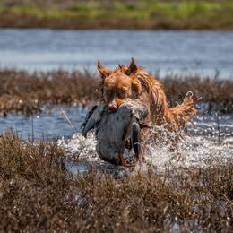 Nova Scotia Duck Tolling Retriever All Grown Up from Temperis Tollers