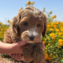 Kittie - Red  female Goldendoodle puppy in Tonopah, Arizona from DJ’s Doodles