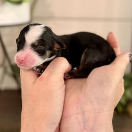 Diamond- white collar - Tri-color female Bernedoodle puppy in Salt Lake County, Utah from Coco Avenue Pups