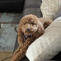 Maizie - Poodle