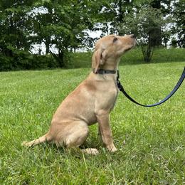 Romeo - Yellow male Labrador Retriever puppy in Alger, Ohio from Osborne Family Retrievers