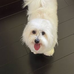 Coton de Tulear puppies from Helmvine Cotons, Helmvinecotons.net